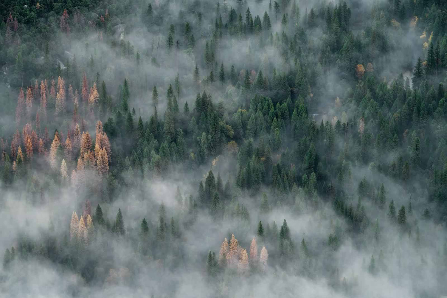 Forest shrouded in mist from an aerial perspective