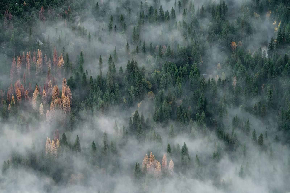 Forest shrouded in mist from an aerial perspective